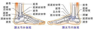 踝关节是哪个部位
