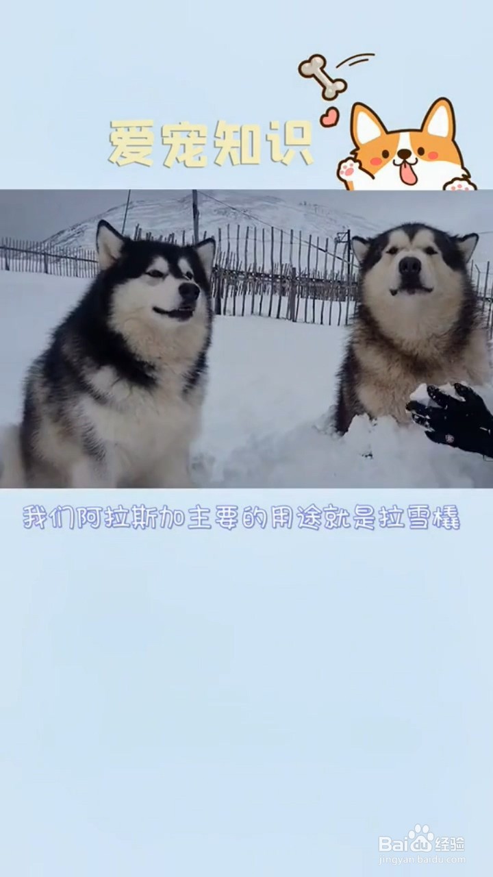 如何判断狗狗不能当警犬