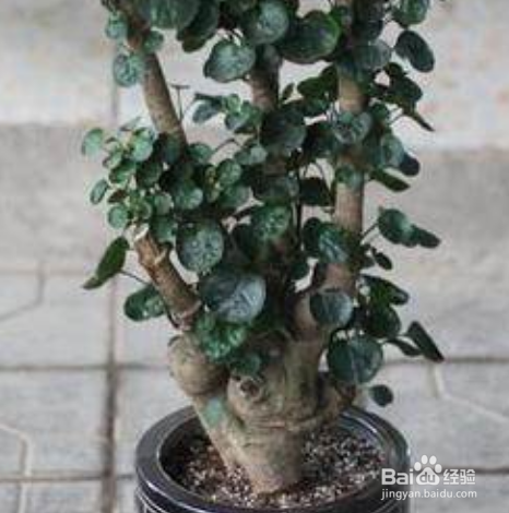 怎样才能避免快速衰老