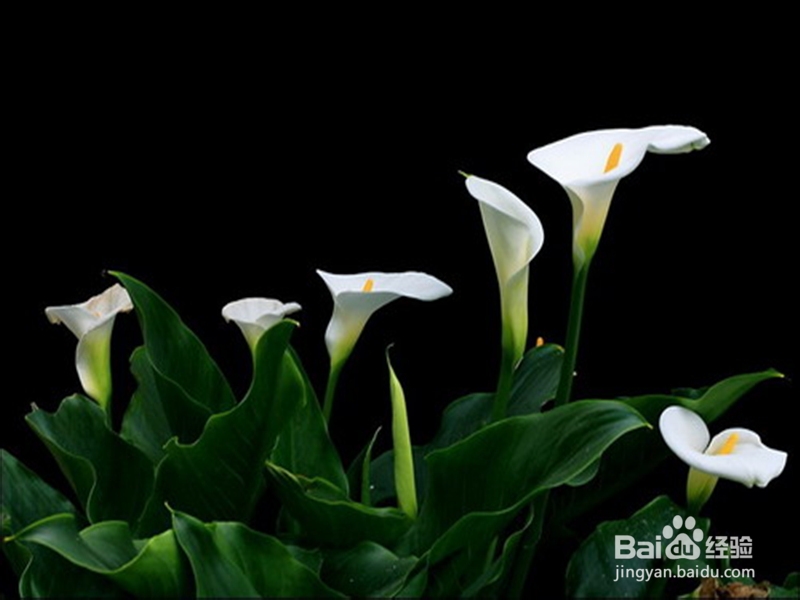 办公场所推荐植物之观花植物