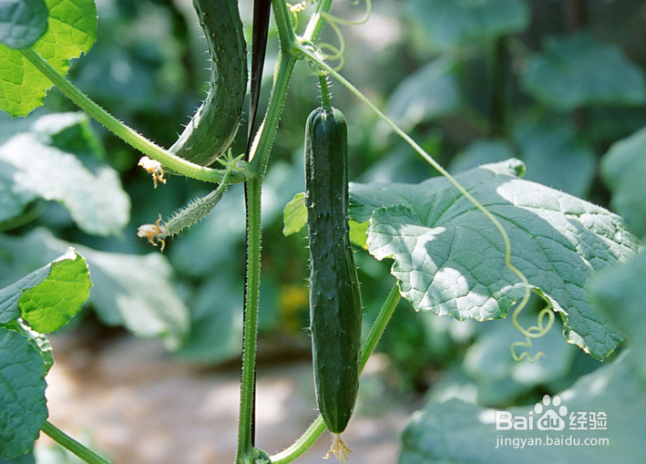 拍婚纱照时怎么避免做熊猫新娘
