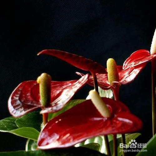 为什么红掌花的花蕾是黑色的?