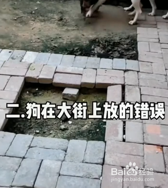 怎样正确惩罚狗狗？