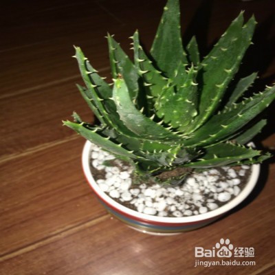 怎样养护芦荟