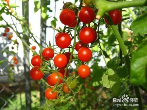 预防小番茄根结线虫的具体措施