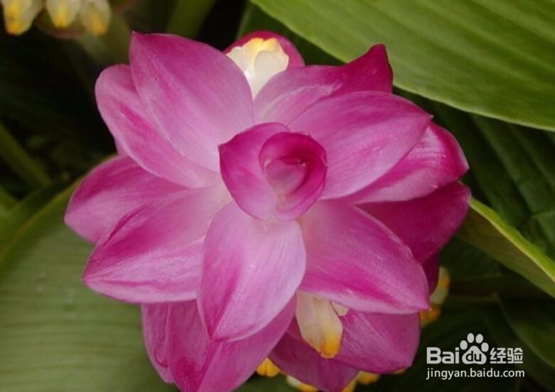 怎样来养护姜荷花