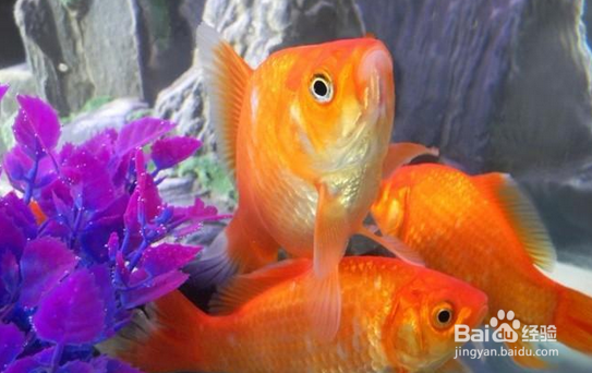 没有很好的设备如何养好金鱼