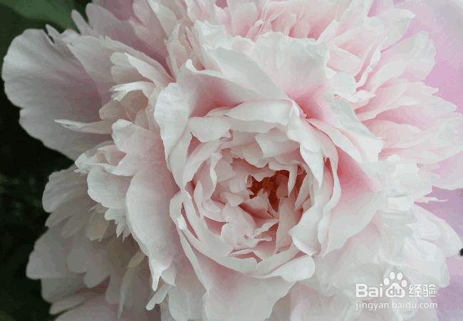 盆栽芍药的种植要点及注意事项