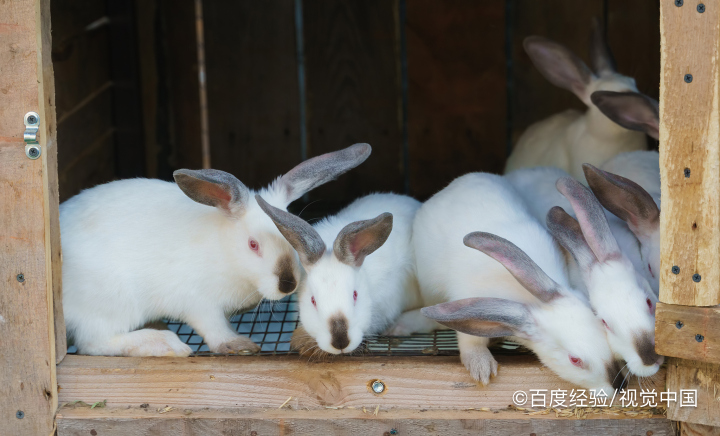 家兔的养殖与注意事项