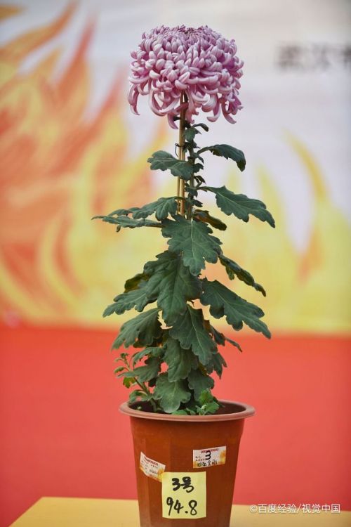 看:新鲜的菊花带有花萼,且花萼的颜色偏绿;陈旧的菊花色泽枯槁,花萼