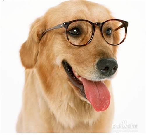 酷狗狗戴哪种眼镜好看 百度经验 酷狗狗戴哪种眼镜好看 百度经验
