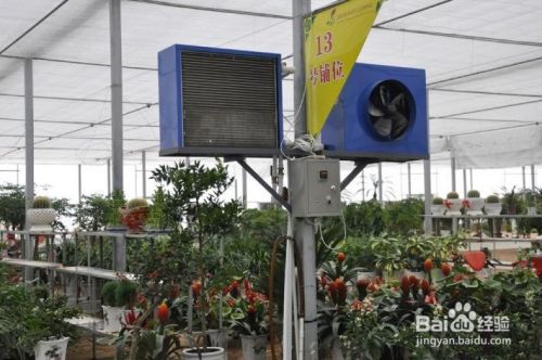 怎么设计温室通风降温中风机安装位置？