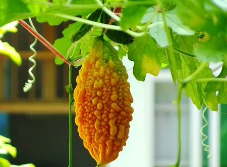 哪位朋友知道“癞瓜”学名叫什么谢谢大家……
