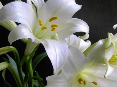 什么花的颜色是白色的