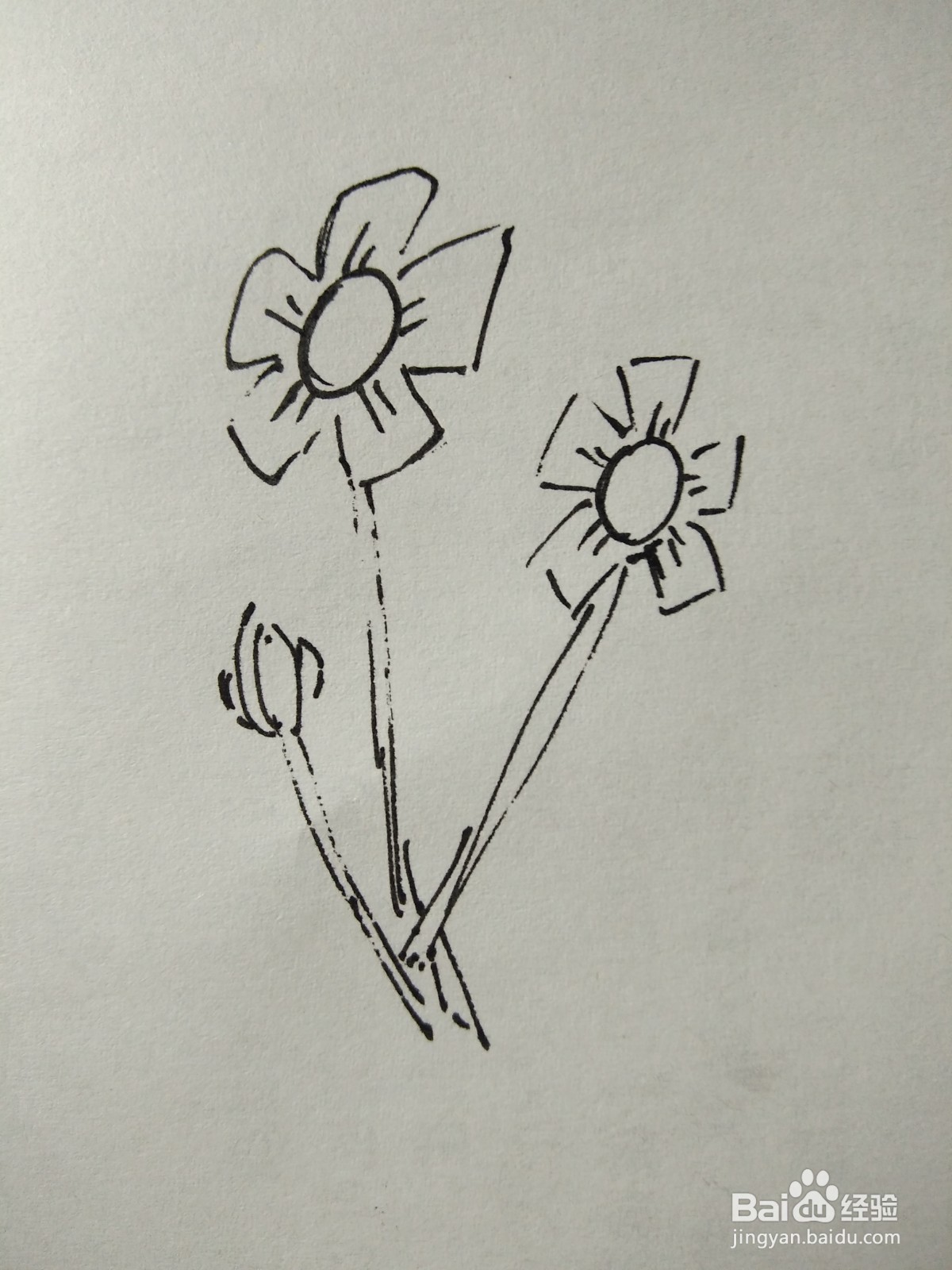 简笔画花朵图片