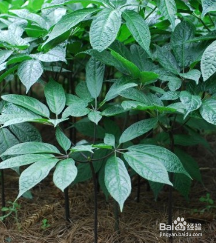 云南白药花怎么养
