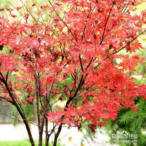 红枫树种子种植方法
