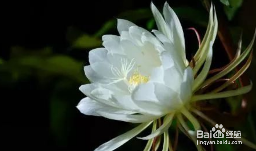 昙花怎么养才能茂盛