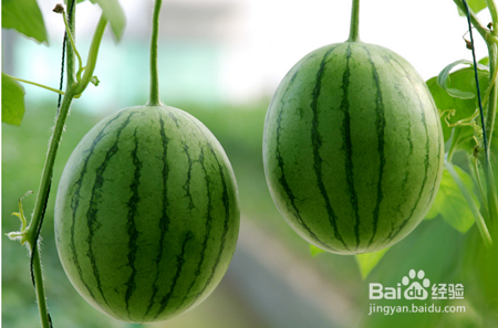 西瓜品种太多怎么选