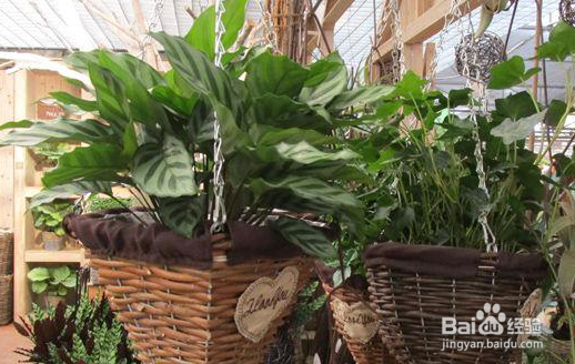 室内甲醛存在哪些危害 如何清除室内甲醛