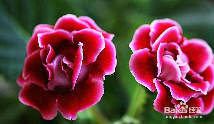 大岩桐要怎么栽培管理?