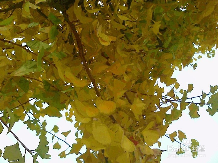 秋天的银杏树叶怎样拍的金灿灿