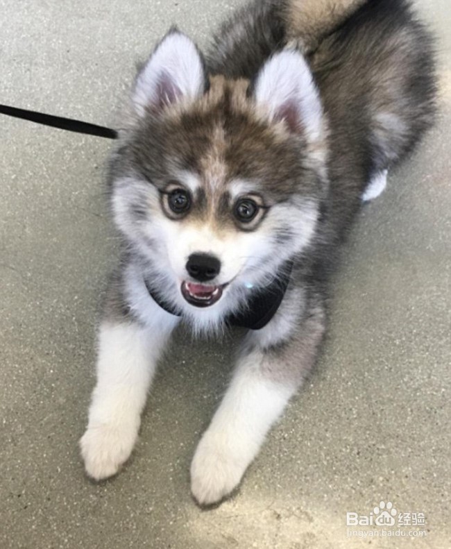 颜值超高的诺曼，想要一个嘛