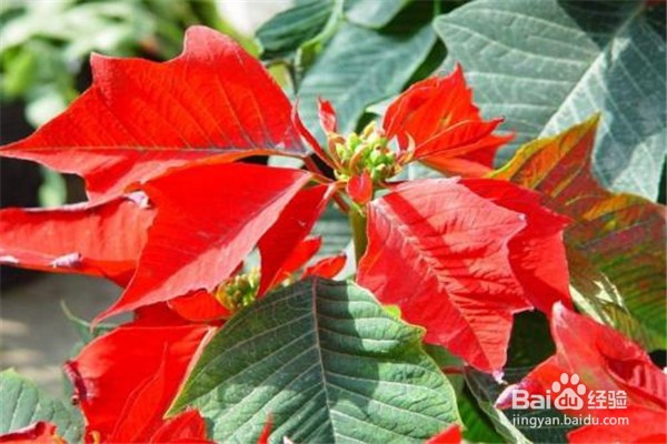 蟹爪兰的养殖和注意事项有什么？