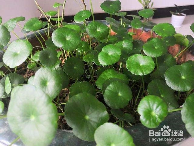 室外铜钱草怎么过冬