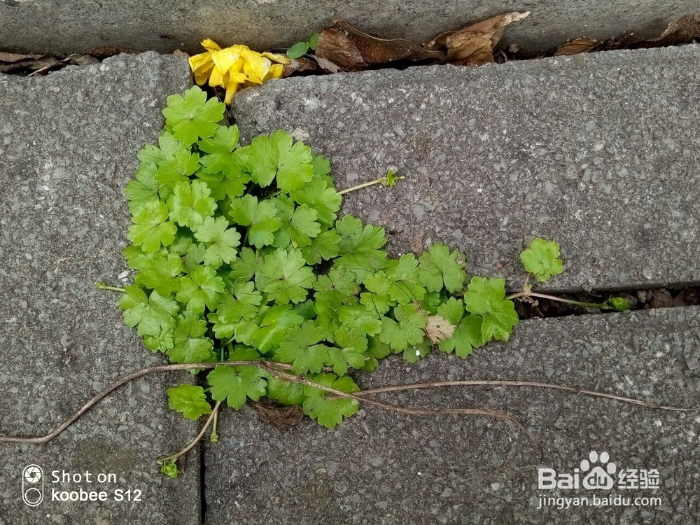 怎么用koobee S12记录完美旅程?