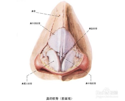 鼻前庭炎的预防方法 百度经验