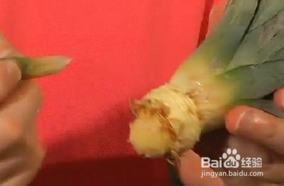 神奇的菠萝顶花，居然又长出了菠萝，怎么做到的