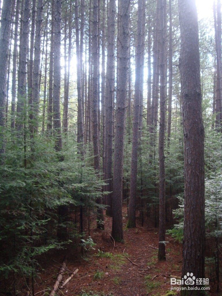 徒步爱好者的旅游圣地之一苏必利尔步道