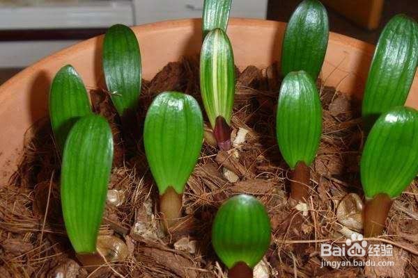 年后君子兰结果子,1个小技巧变成君子兰大户!