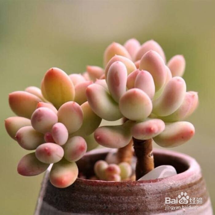 办公室里，办公桌上养什么绿植比较好