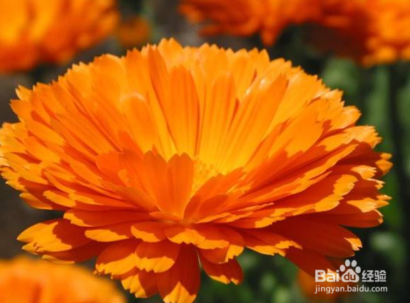 如何栽培和养护金盏菊