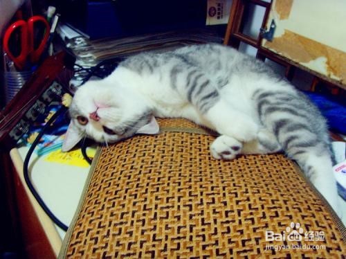 新手准备养猫要注意什么?
