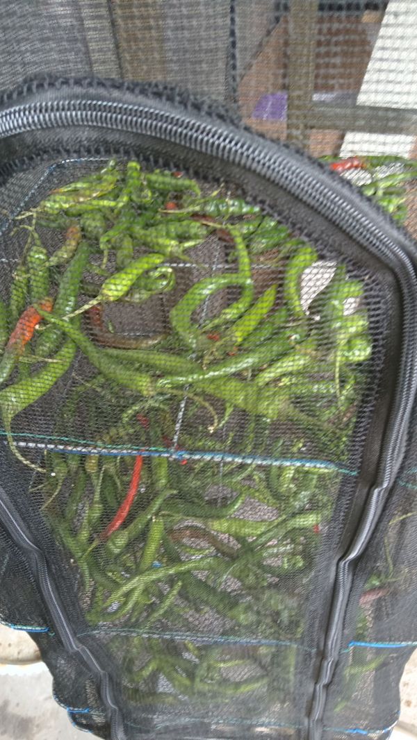 面条绝配腌油辣椒