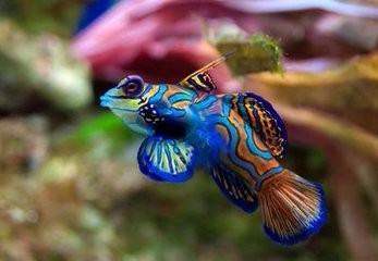 较小淡水鱼仔鱼无适口饵料怎么办?