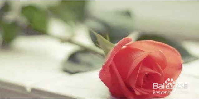 12星座动情到极致是怎样的？