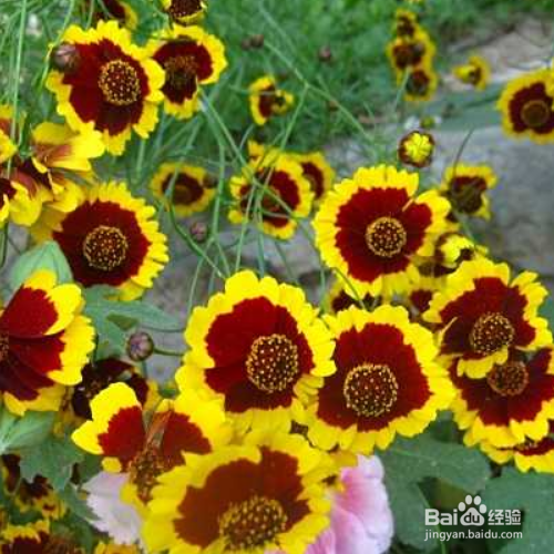 蛇目菊繁殖的方法有哪些？