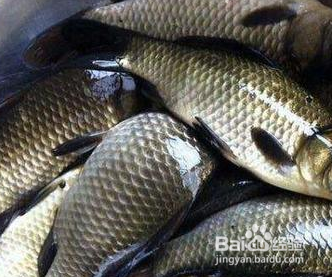 几款营养可口的催乳餐