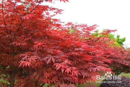 红枫的养殖方法和注意事项