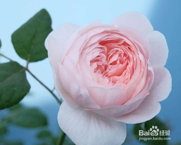 月季树的嫁接方法及之后的管理？