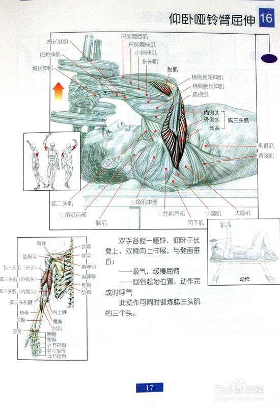 男士必须收藏：男士肩部和手臂健身方法