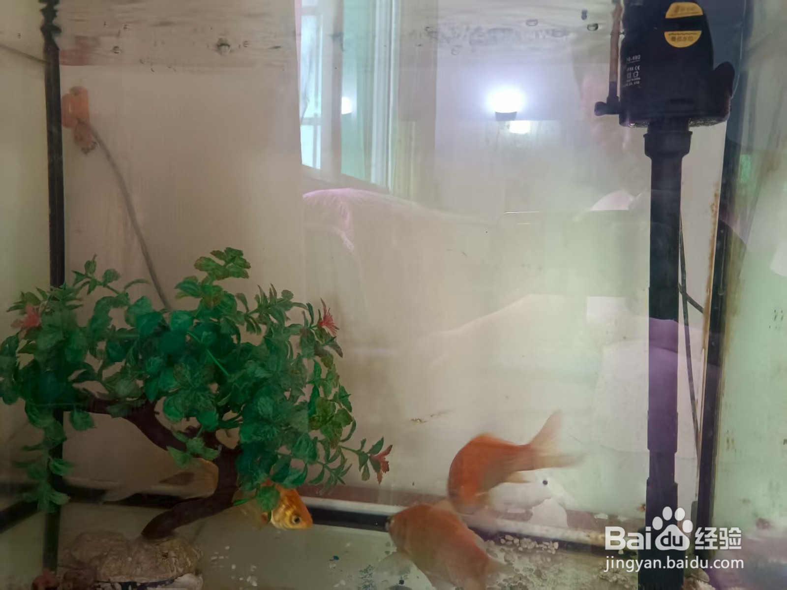 鱼缸少换水妙招