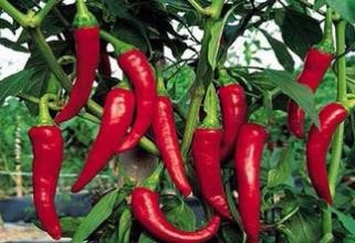辣椒多姿多样
