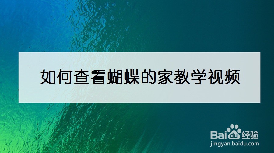 如何查看蝴蝶的家教学视频