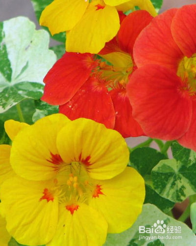 怎么养殖草本植物金莲花？