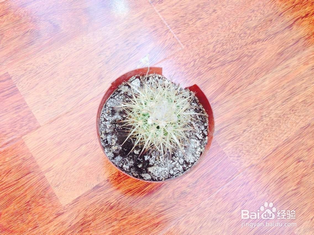 如何养仙人球呢？